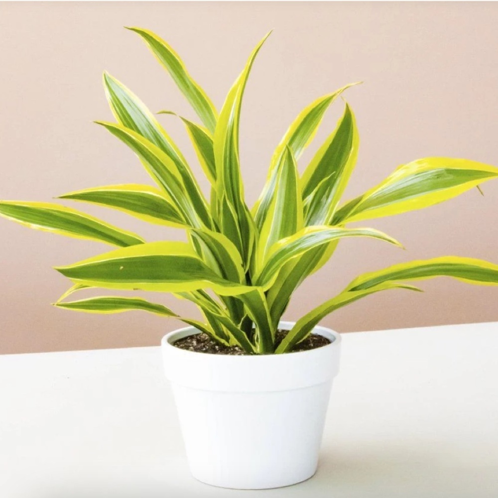 NEW - Glossy White Ceramic Flower Plant Pot Planter - Small